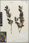 Foto von Salix glabra Scop. x Salix nigricans Sm.